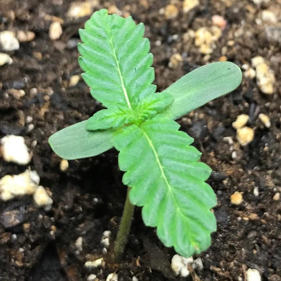 rooted seedling