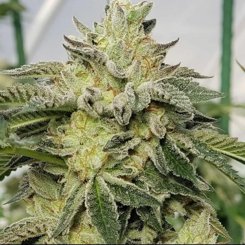 808 Genetics