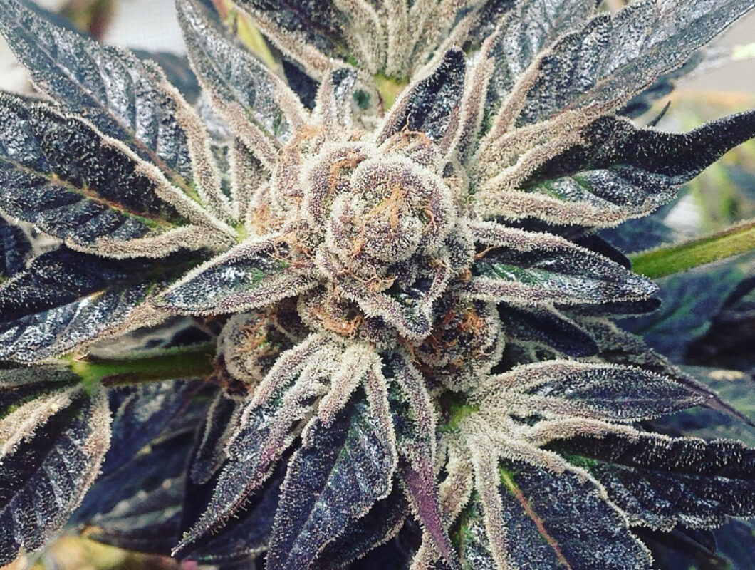 808 Genetics