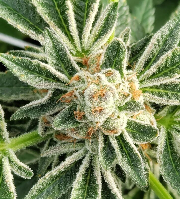 808 Genetics