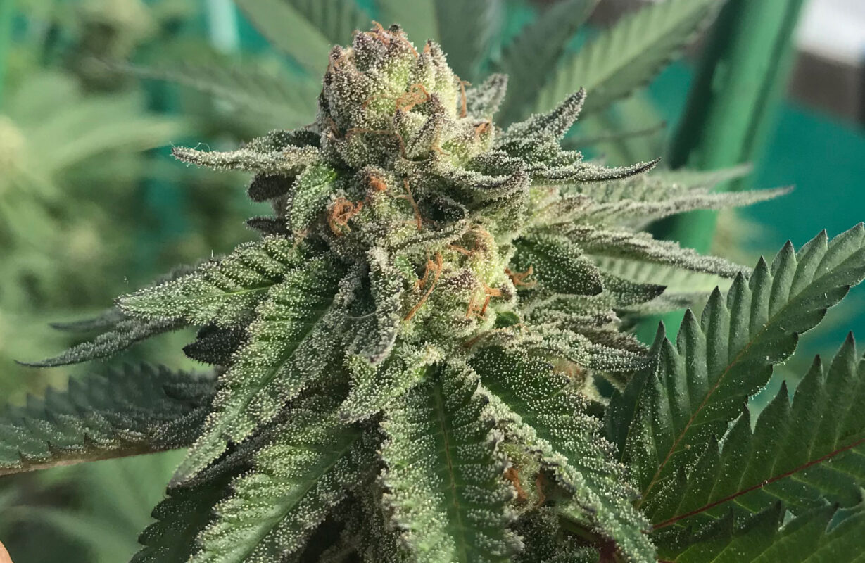 808 Genetics