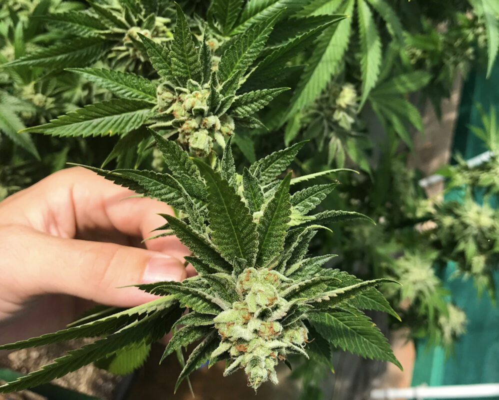 808 Genetics