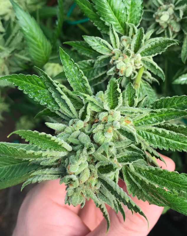 808 Genetics