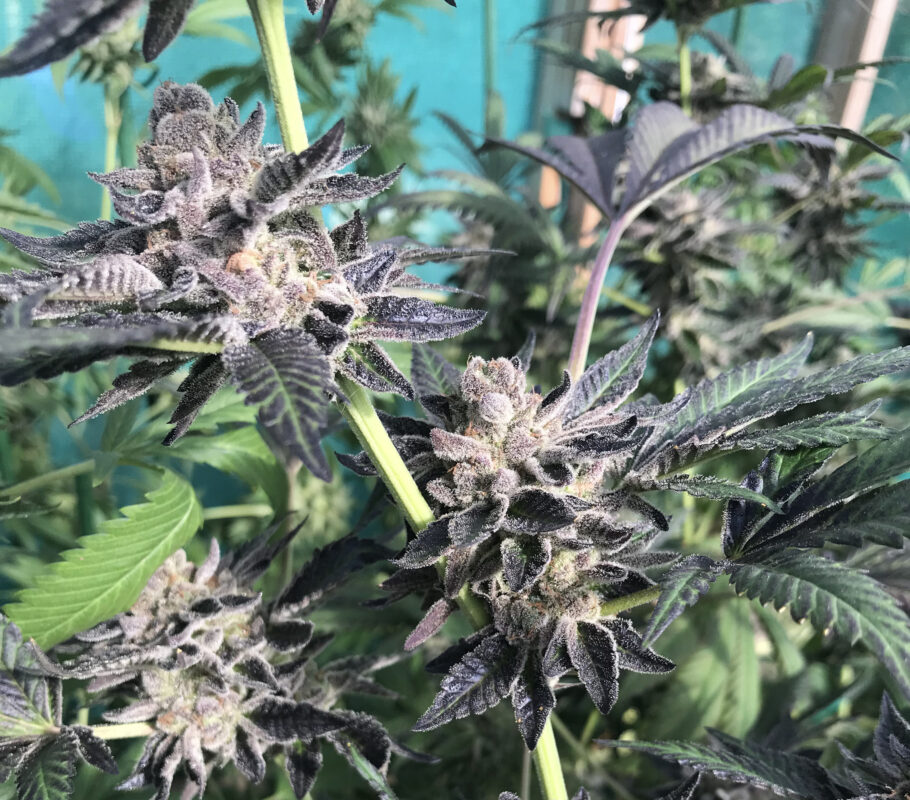 808 Genetics