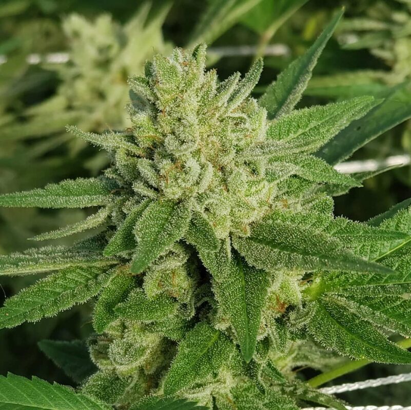 808 Genetics