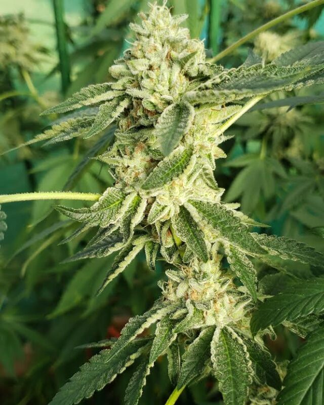 808 Genetics