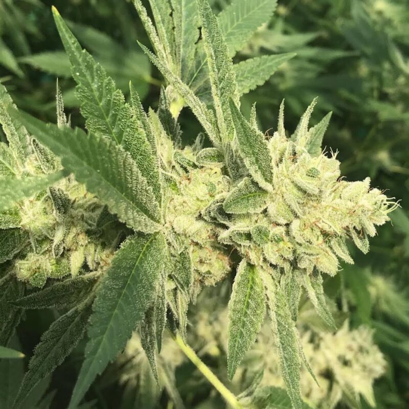 808 Genetics
