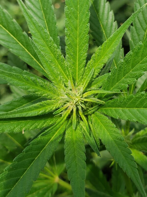 808 Genetics