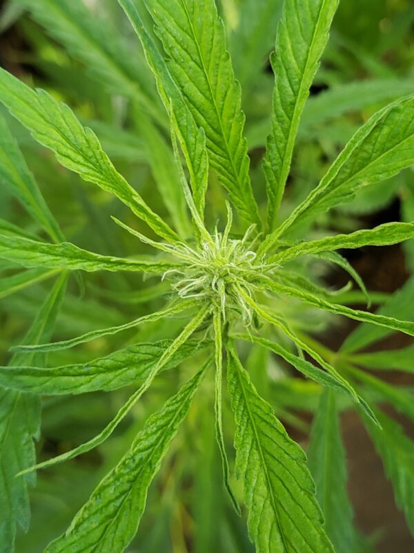 808 Genetics