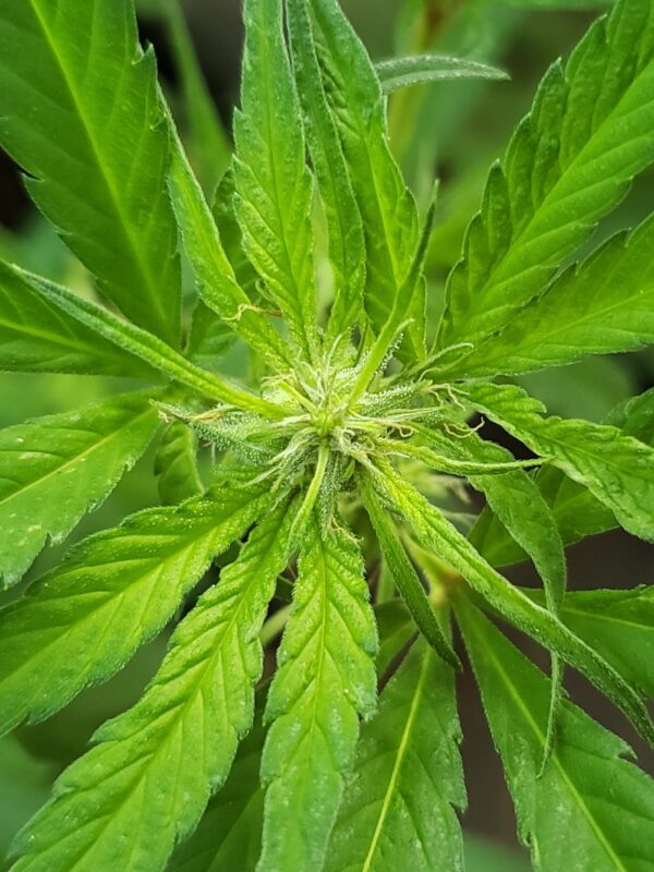 808 Genetics