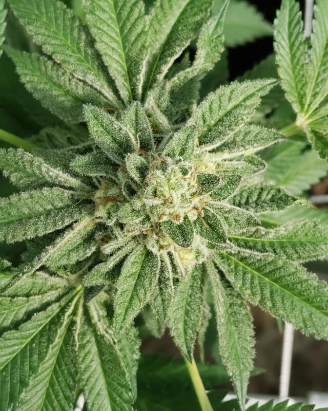 808 Genetics