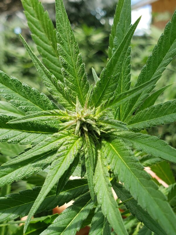 808 Genetics