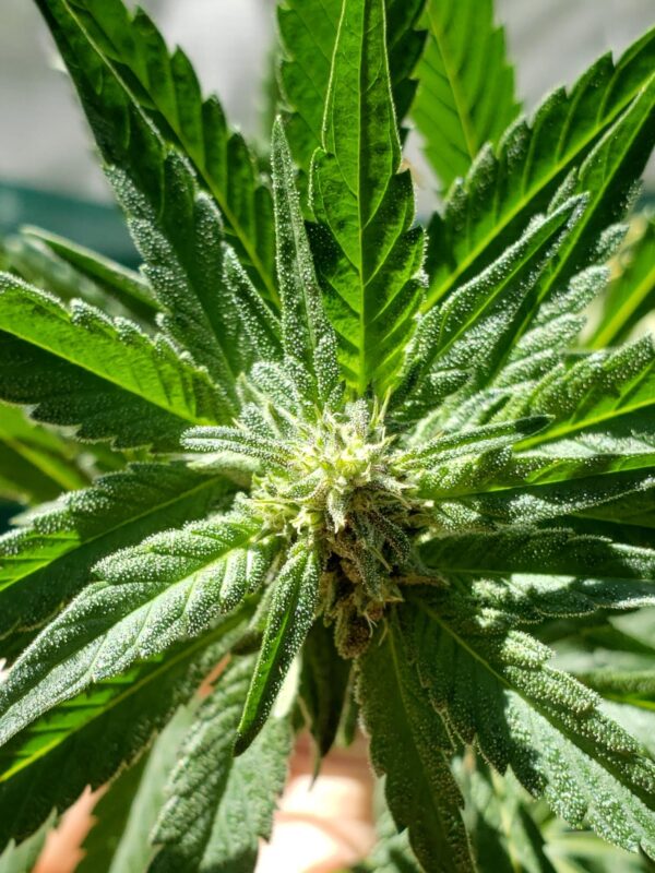 808 Genetics