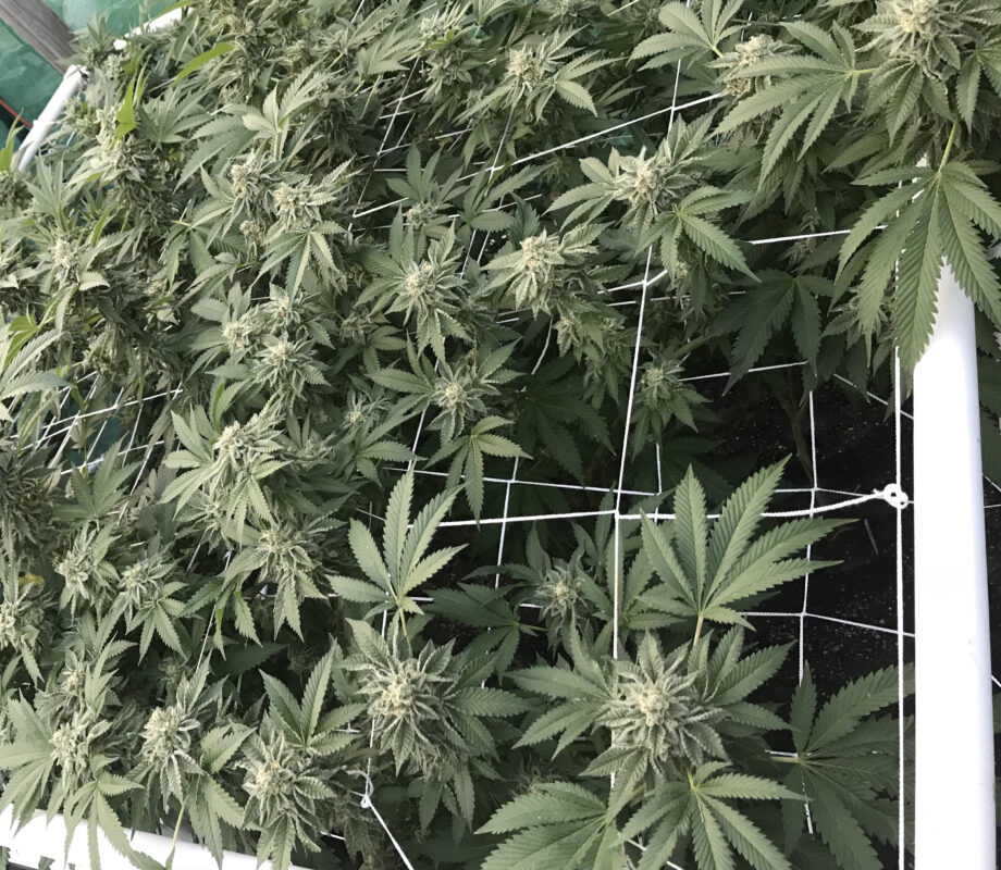 808 Genetics