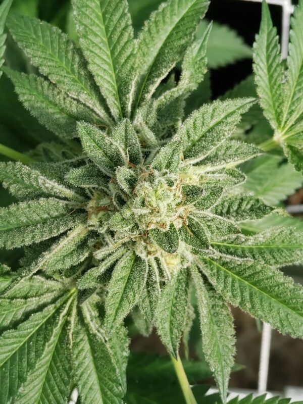808 Genetics