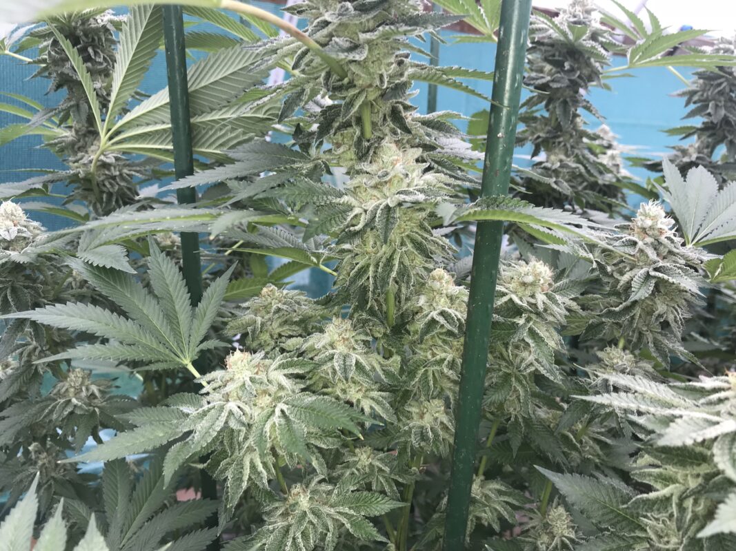 808 Genetics