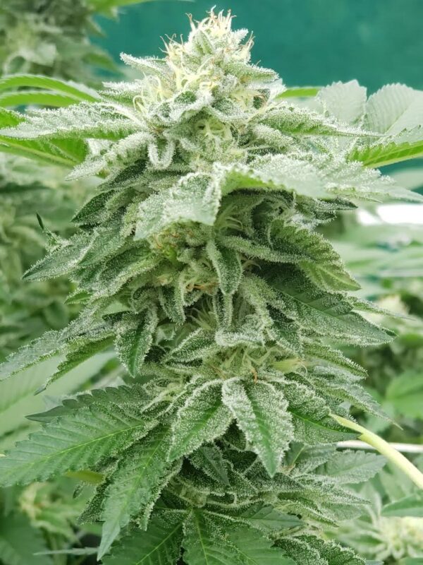 808 Genetics