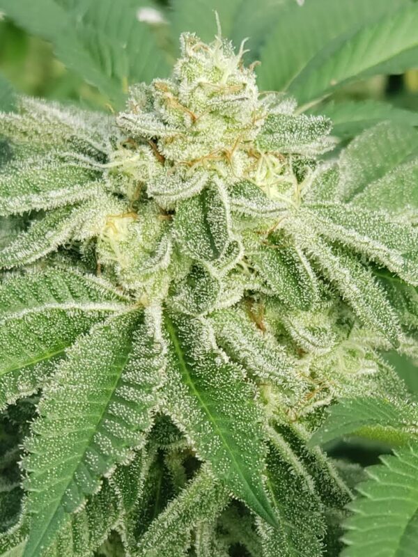 808 Genetics