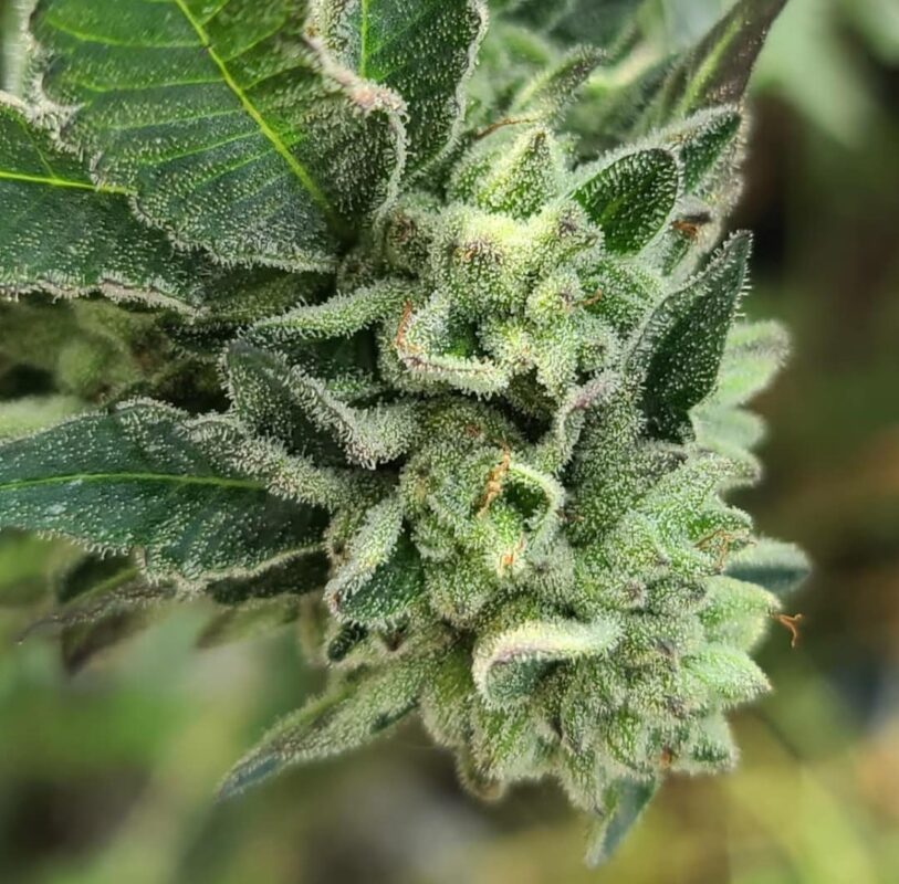 808 Genetics