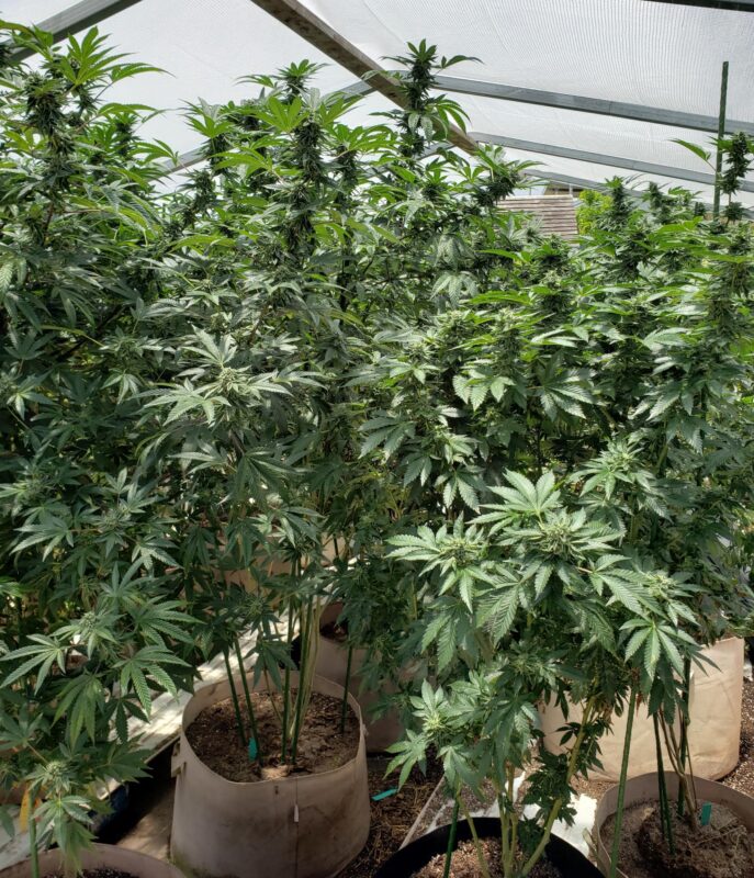 808 Genetics