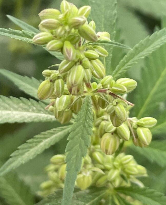 808 Genetics