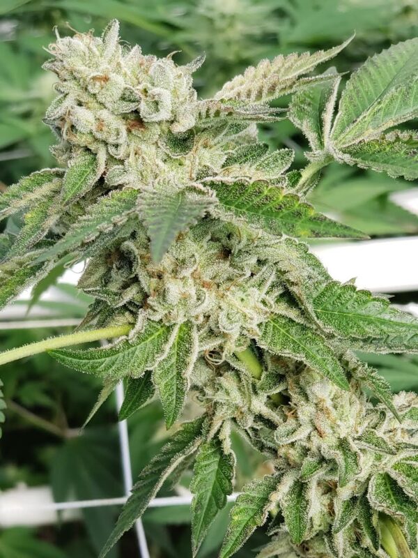808 Genetics