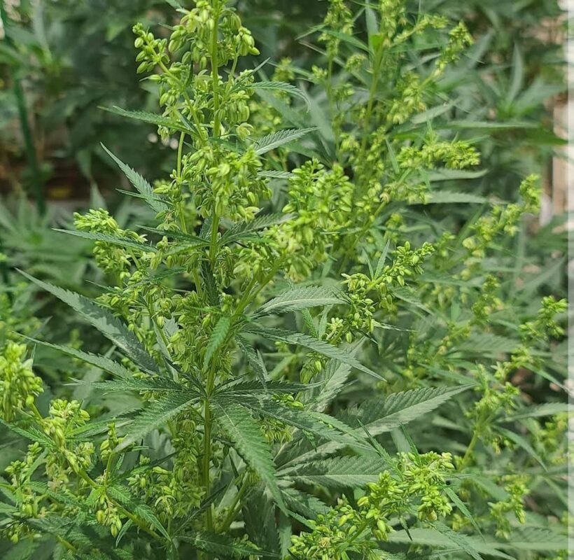 808 Genetics