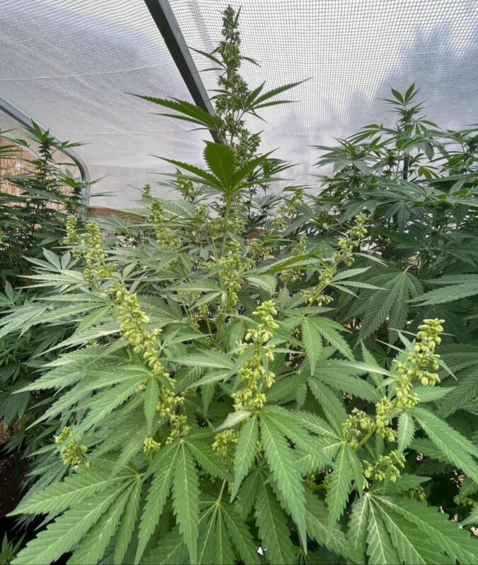 808 Genetics