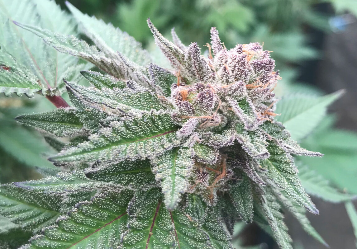 808 Genetics