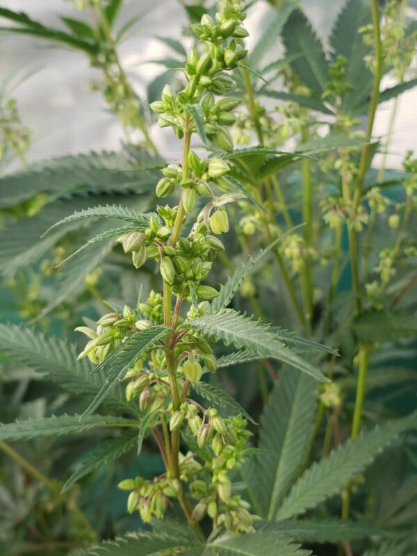 808 Genetics