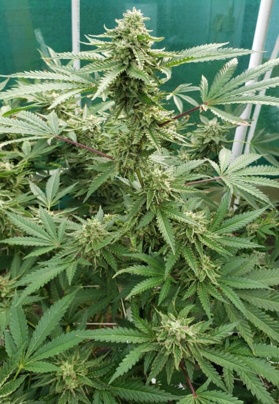 808 Genetics