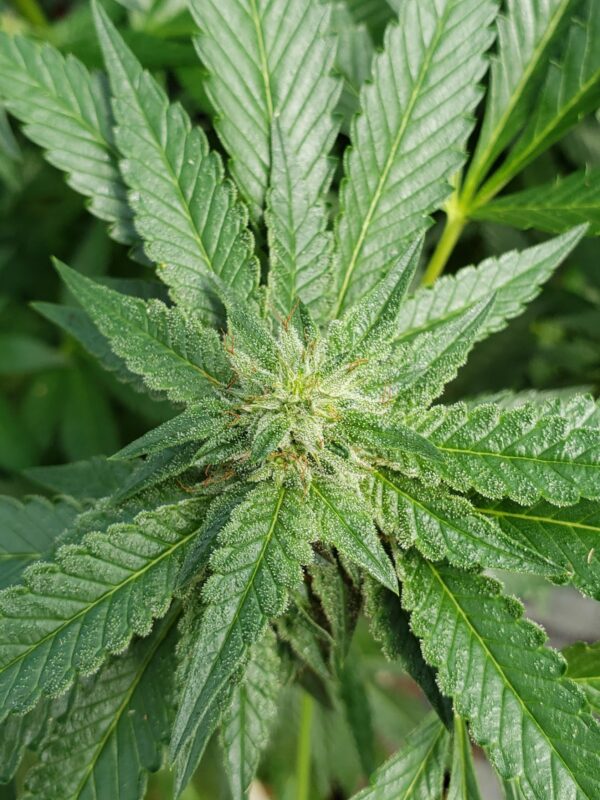 808 Genetics