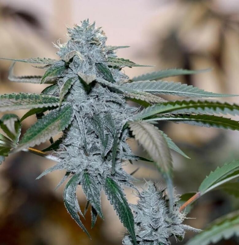 808 Genetics