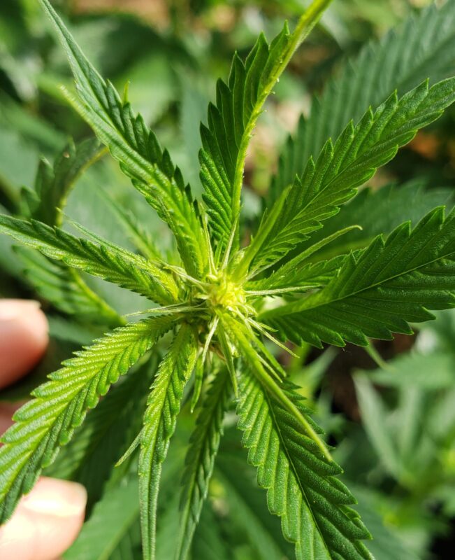 808 Genetics