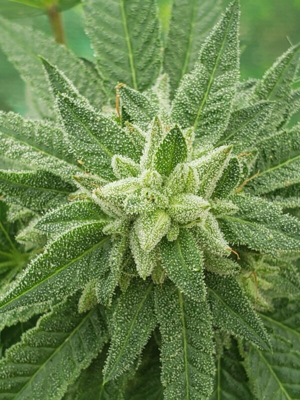 808 Genetics