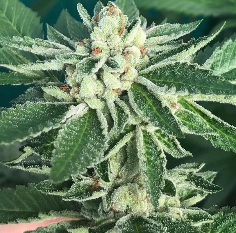 808 Genetics