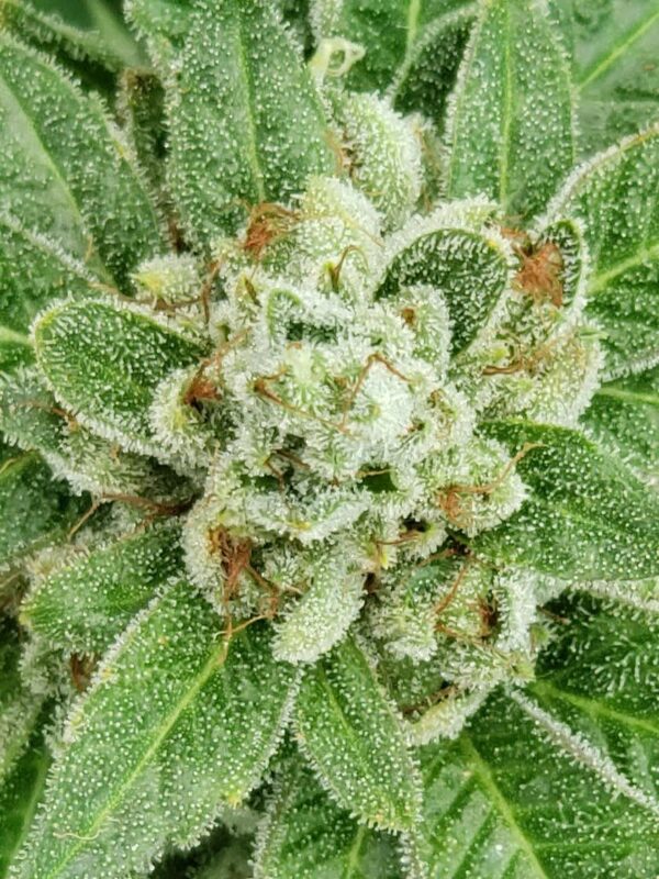 808 Genetics