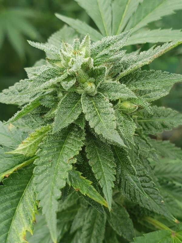 808 Genetics