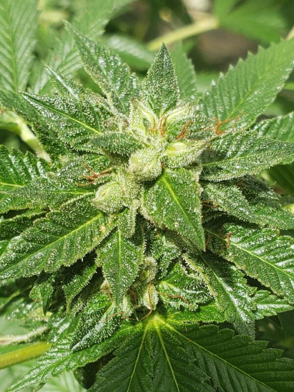808 Genetics