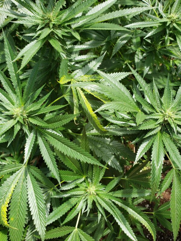 808 Genetics