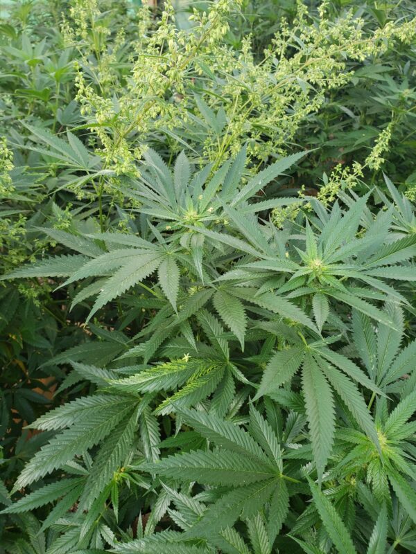 808 Genetics