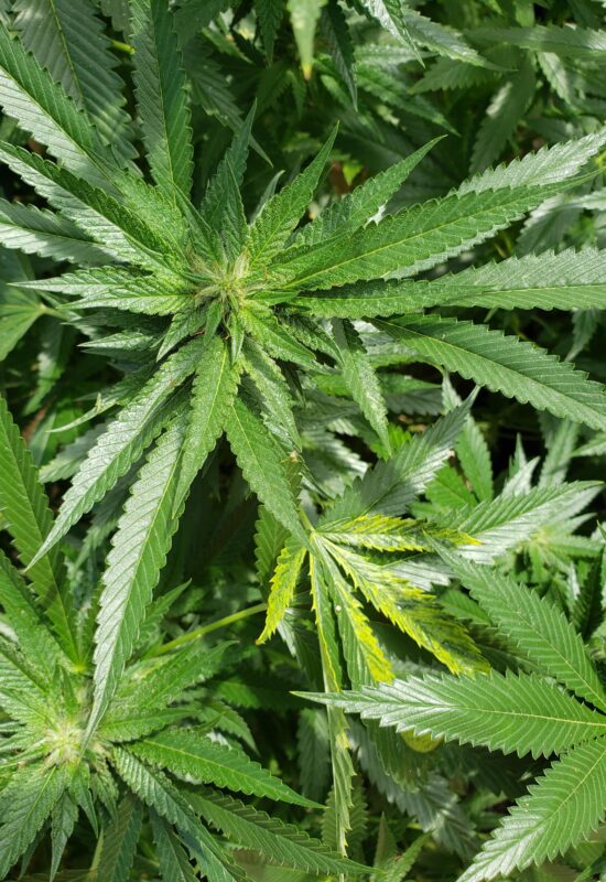 808 Genetics