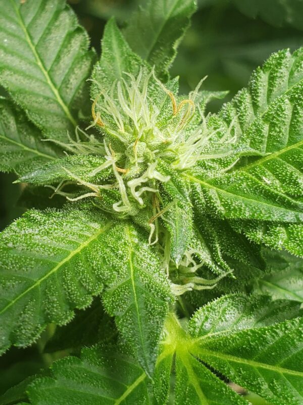 808 Genetics