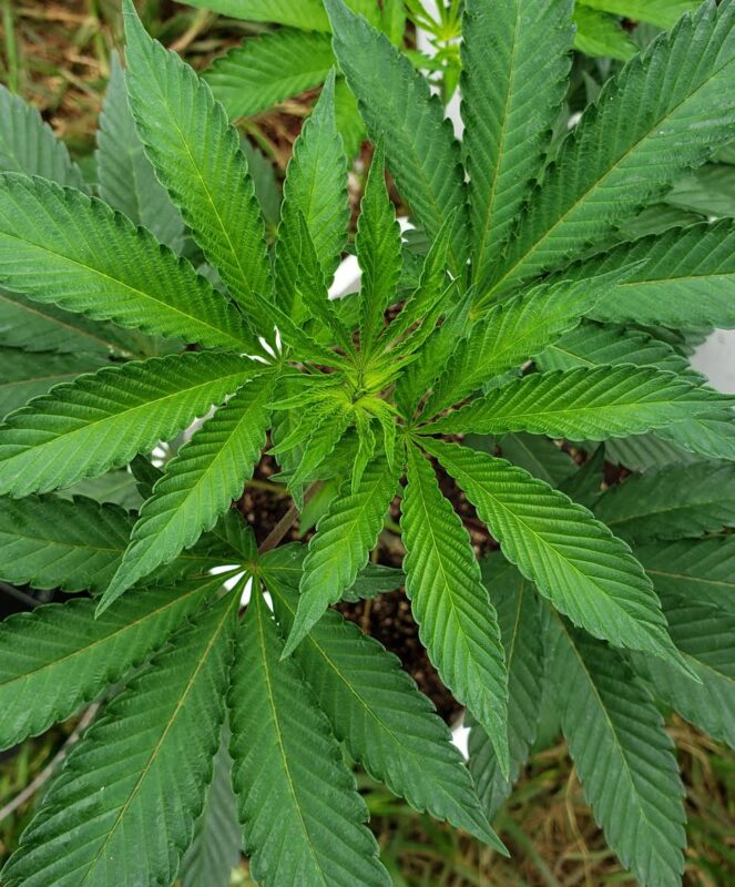 808 Genetics