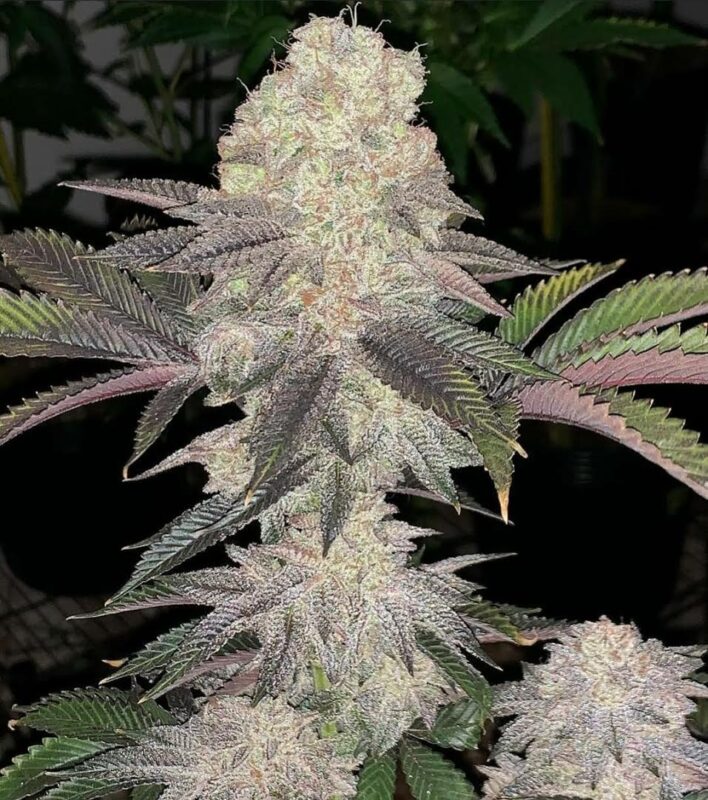 808 Genetics