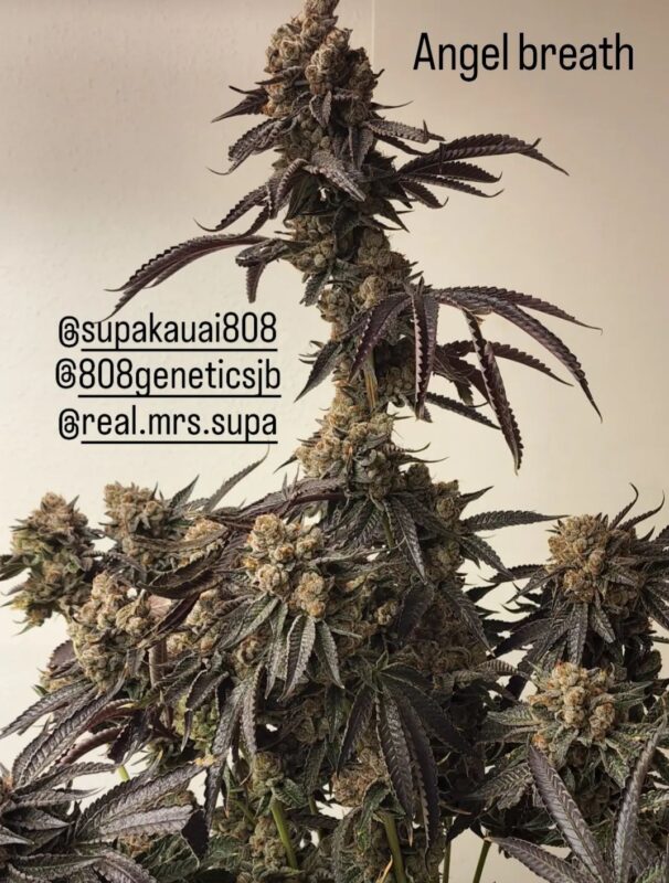 808 Genetics