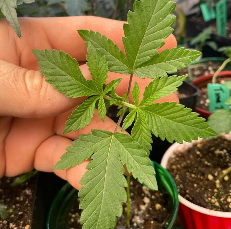 808 Genetics