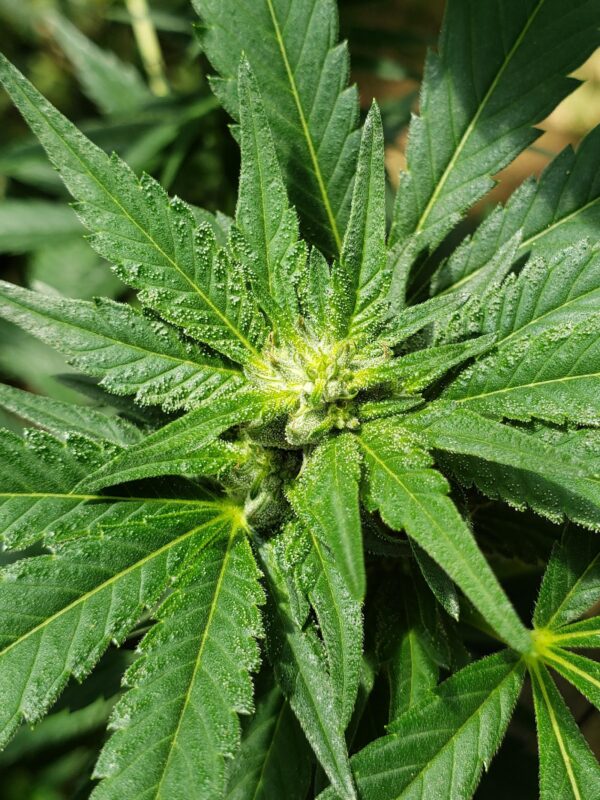 808 Genetics