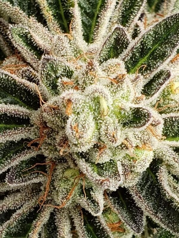 808 Genetics
