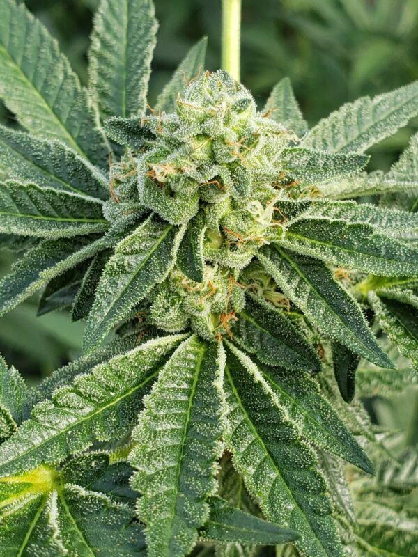 808 Genetics